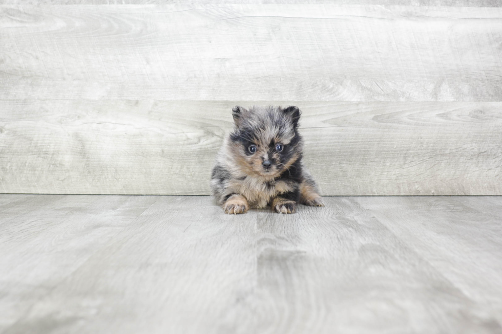 Pomeranian Pup Being Cute