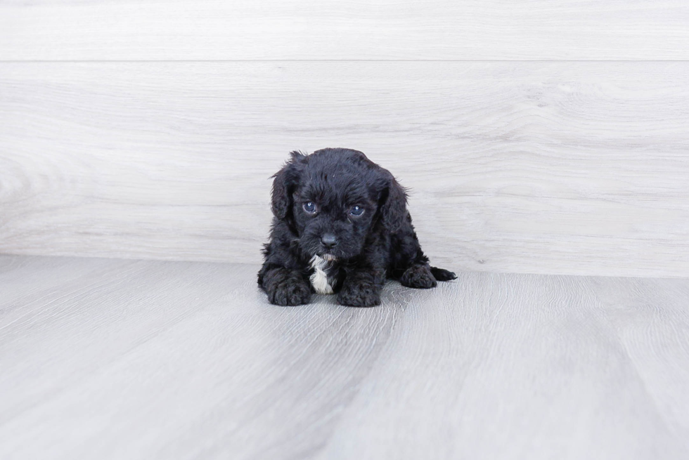 Best Cavapoo Baby