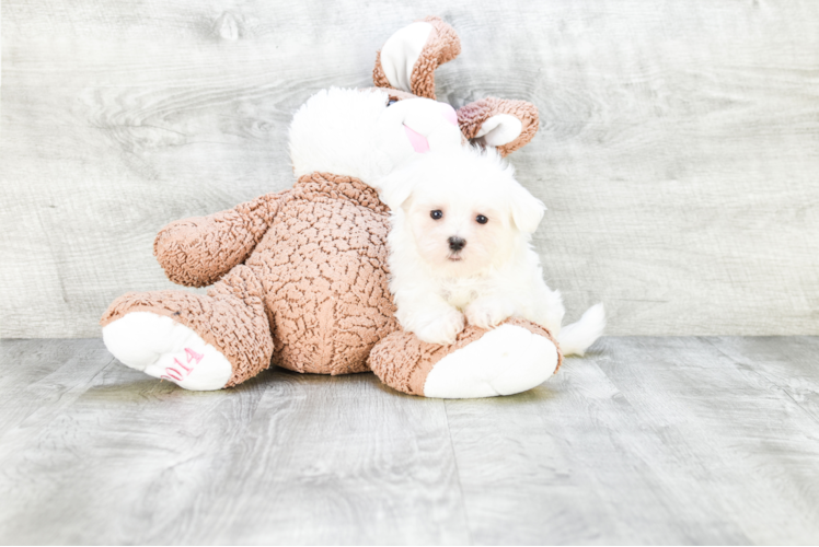 Maltese Pup Being Cute