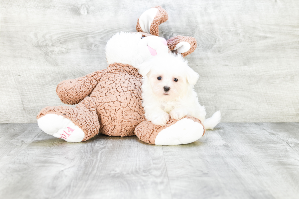Maltese Pup Being Cute