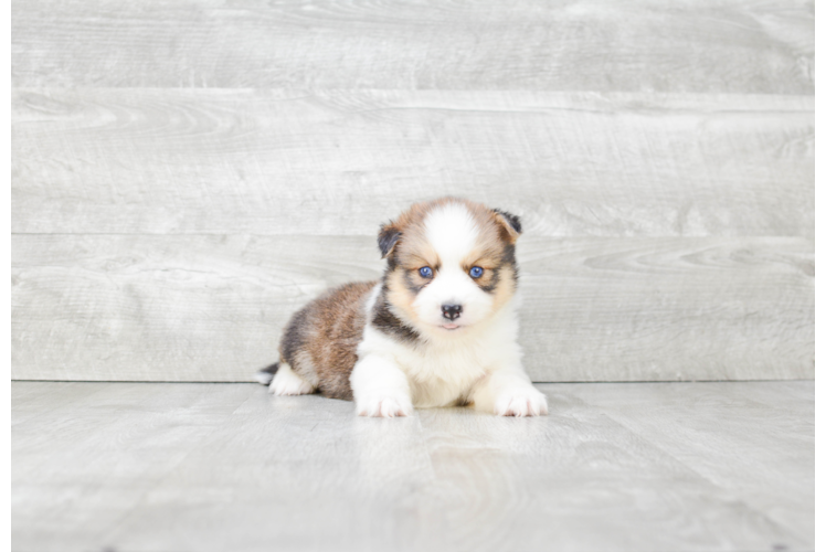 Energetic Mini Husky Designer Puppy