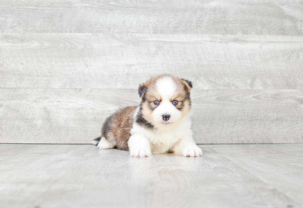 Energetic Mini Husky Designer Puppy