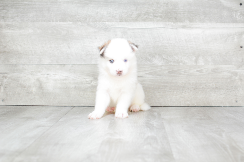 Pomsky Puppy for Adoption