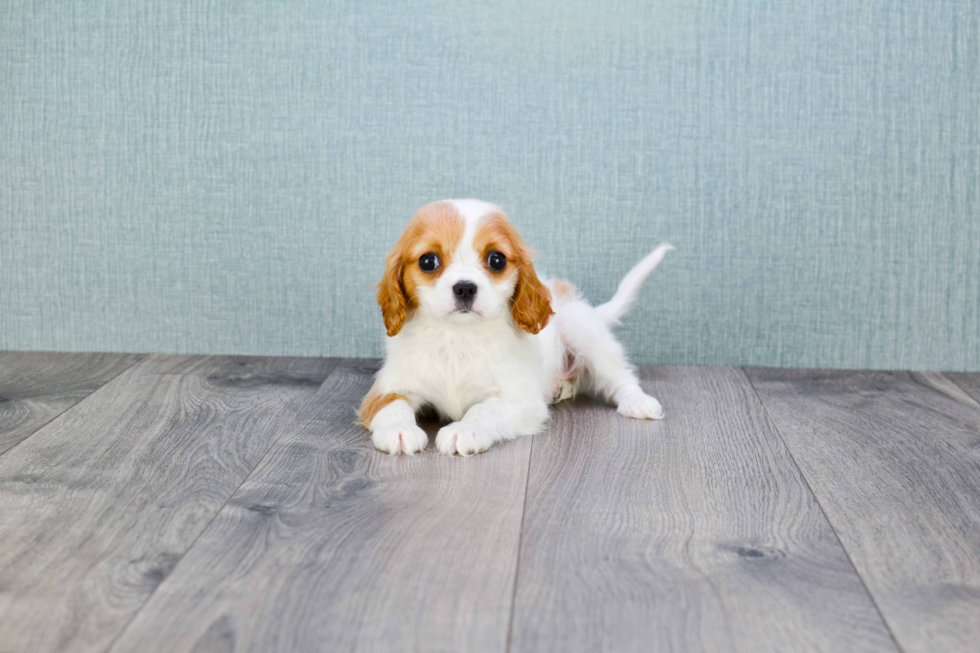 Cute Cavalier King Charles Spaniel Purebred Puppy