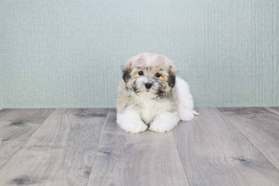 Best Havanese Baby