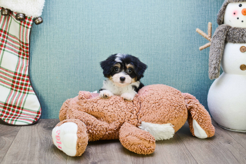 Cute Cavachon Baby