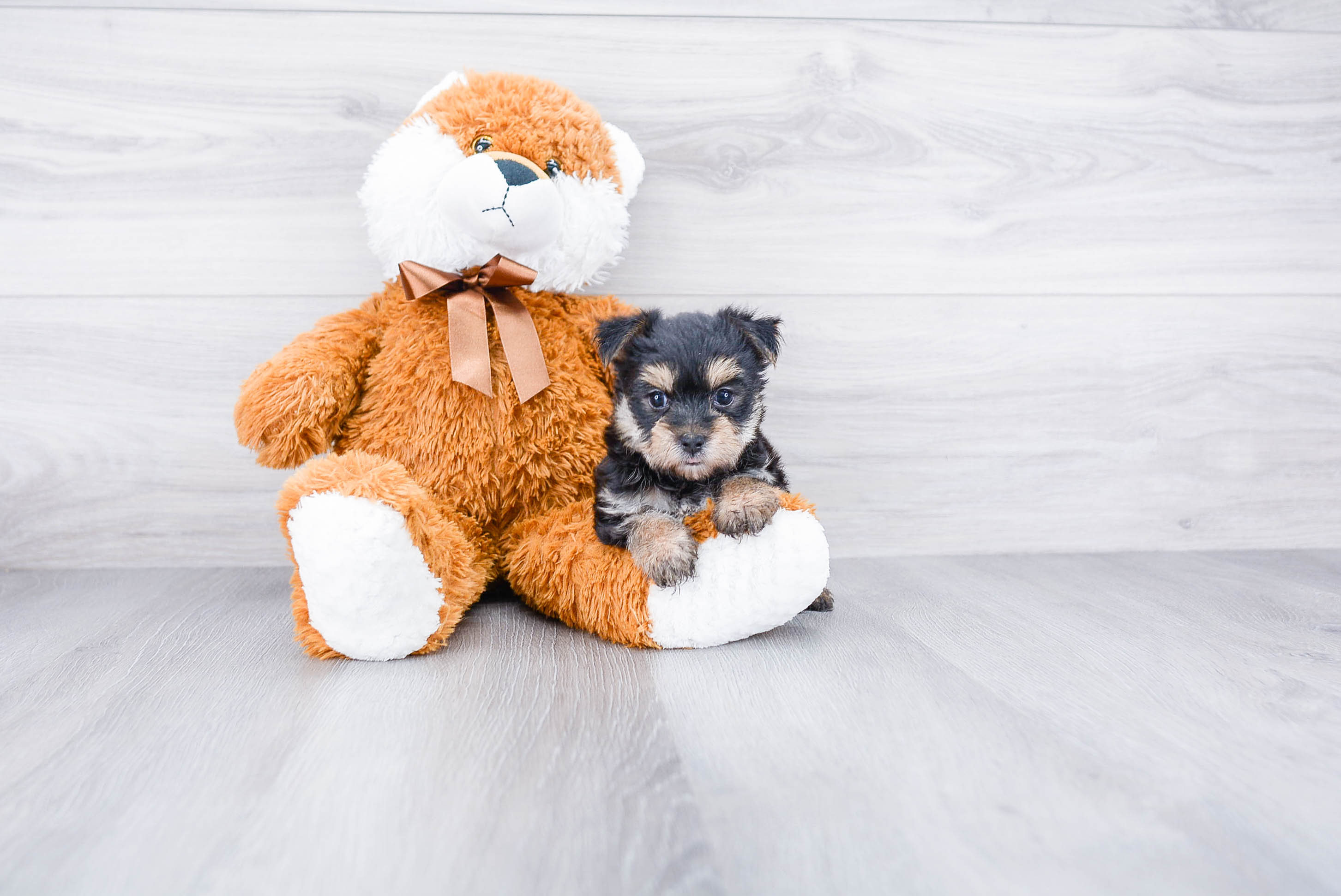 Best Morkie Baby