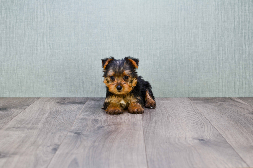 Meet Goldie - our Yorkshire Terrier Puppy Photo 