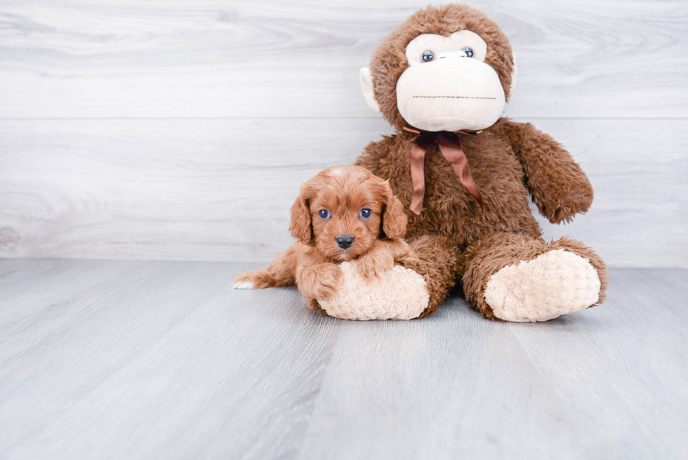 Cavapoo Pup Being Cute