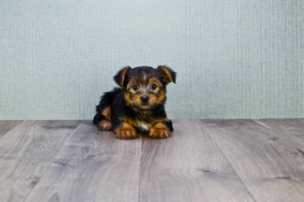 Meet Jeremy - our Yorkshire Terrier Puppy Photo 