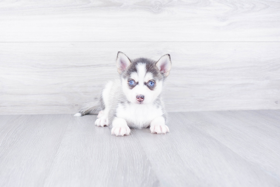 Pomsky Pup Being Cute