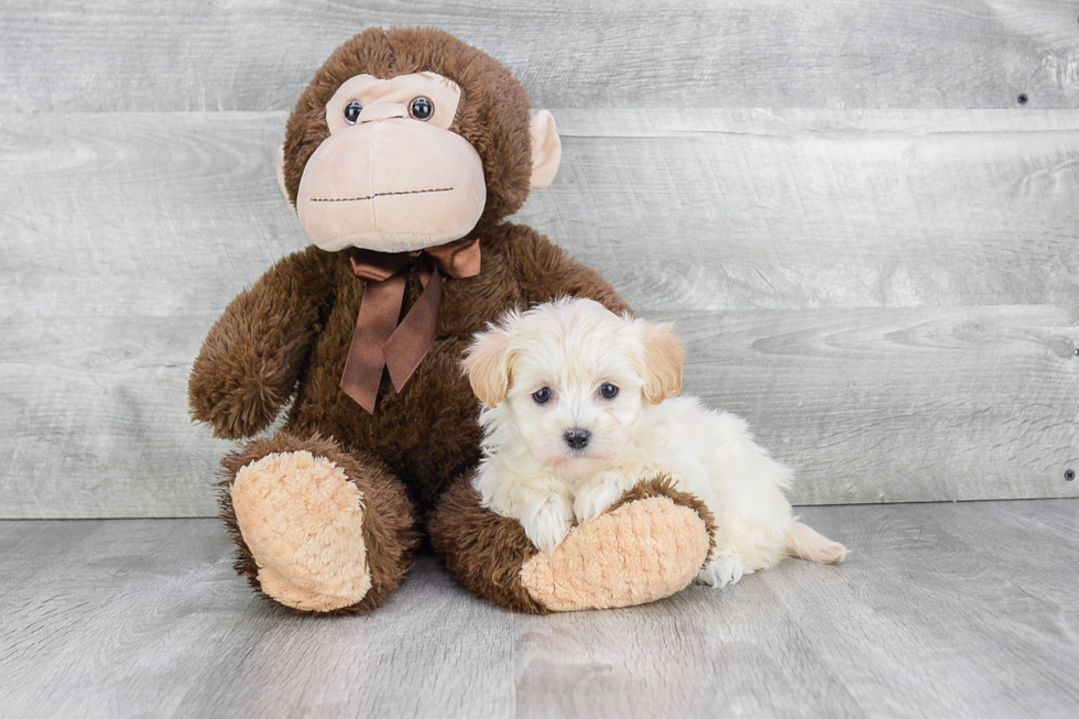 Maltipoo Pup Being Cute