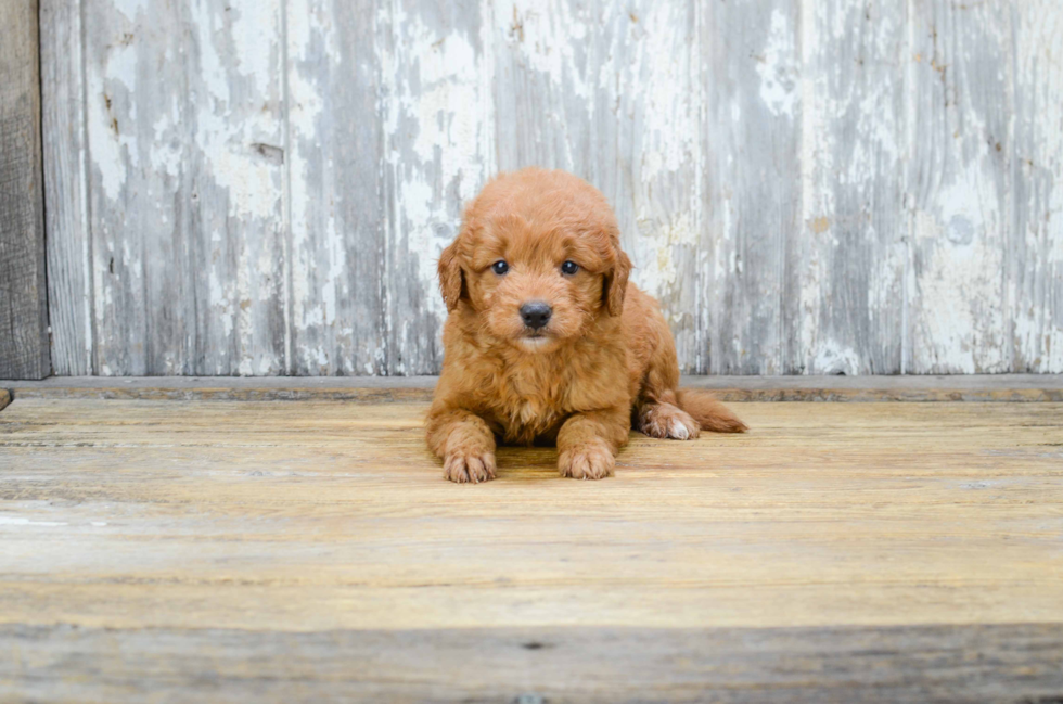 Mini Goldendoodle Puppy for Adoption