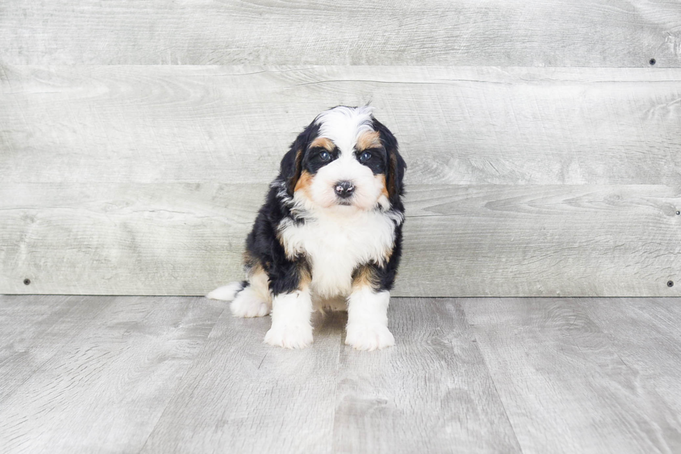 Little Mini Berniedoodle Poodle Mix Puppy