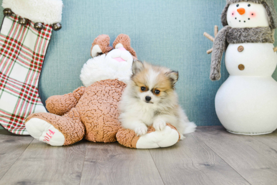 Pomeranian Puppy for Adoption