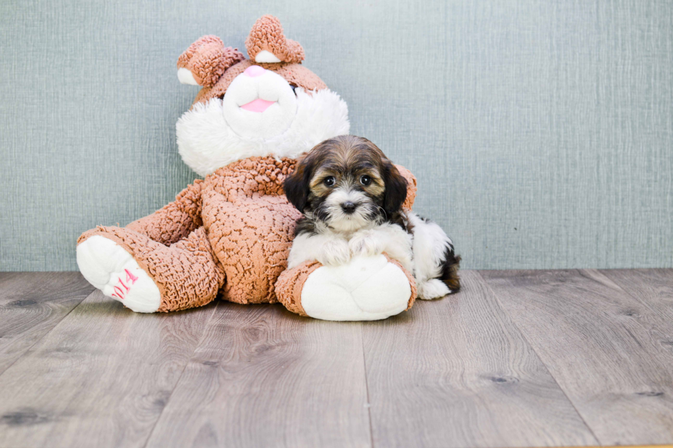 Teddy Bear Pup Being Cute