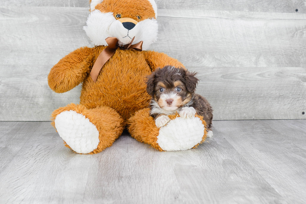 Adorable Aussiepoo Poodle Mix Puppy