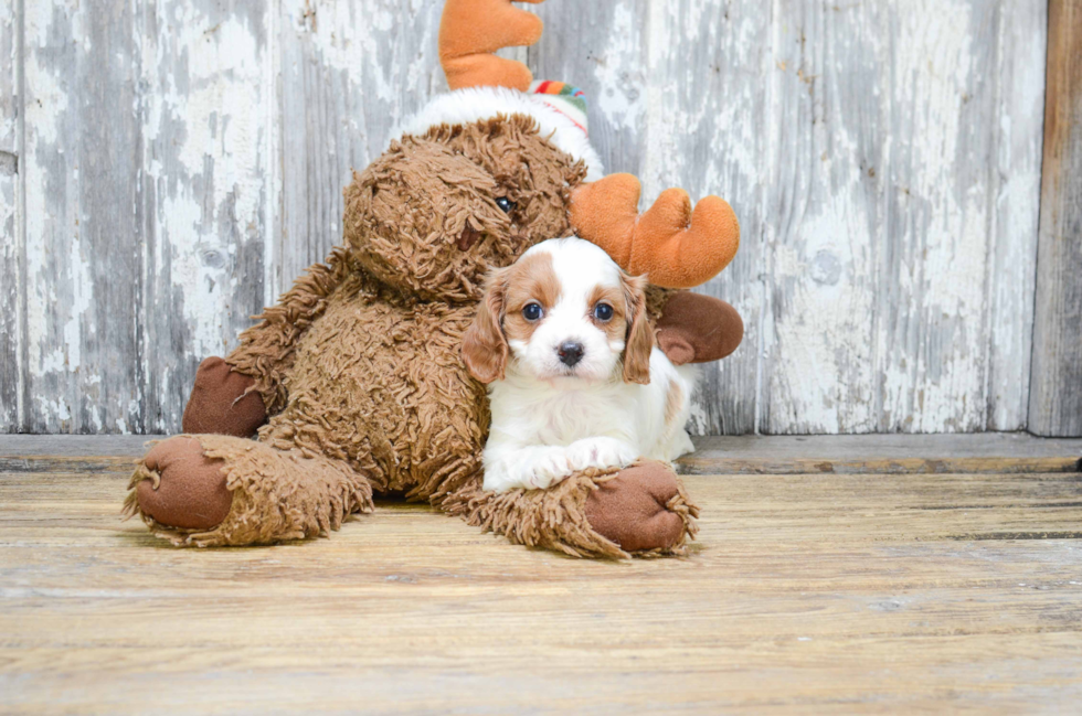 Funny Cavapoo Poodle Mix Pup