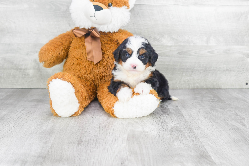 Mini Bernedoodle Puppy for Adoption