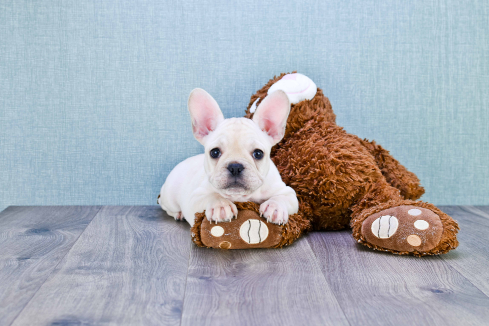 French Bulldog Puppy for Adoption