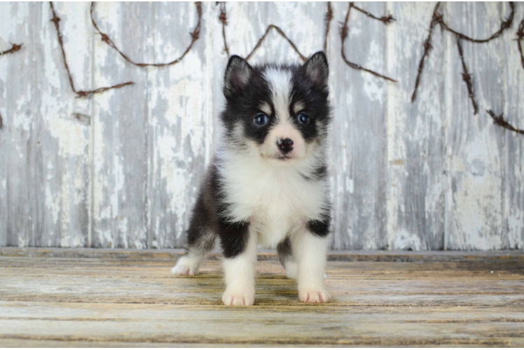 Friendly Pomsky Baby