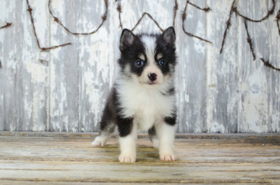 Friendly Pomsky Baby