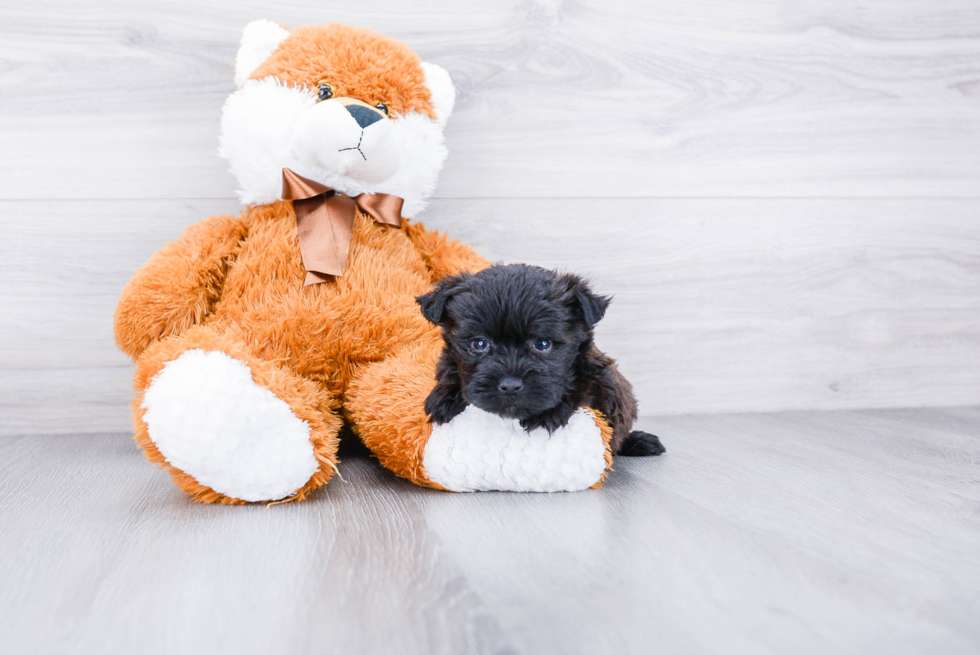 Morkie Pup Being Cute