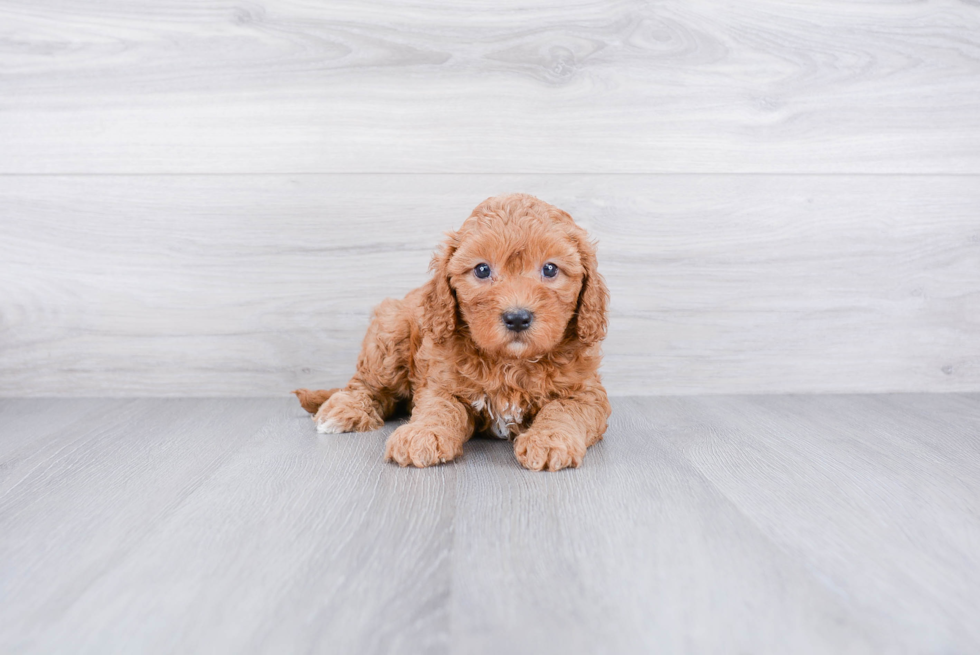 Friendly Cavapoo Baby