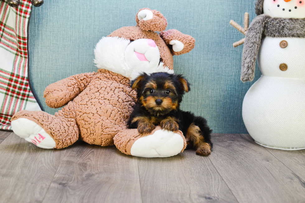 Meet Twinkle - our Yorkshire Terrier Puppy Photo 