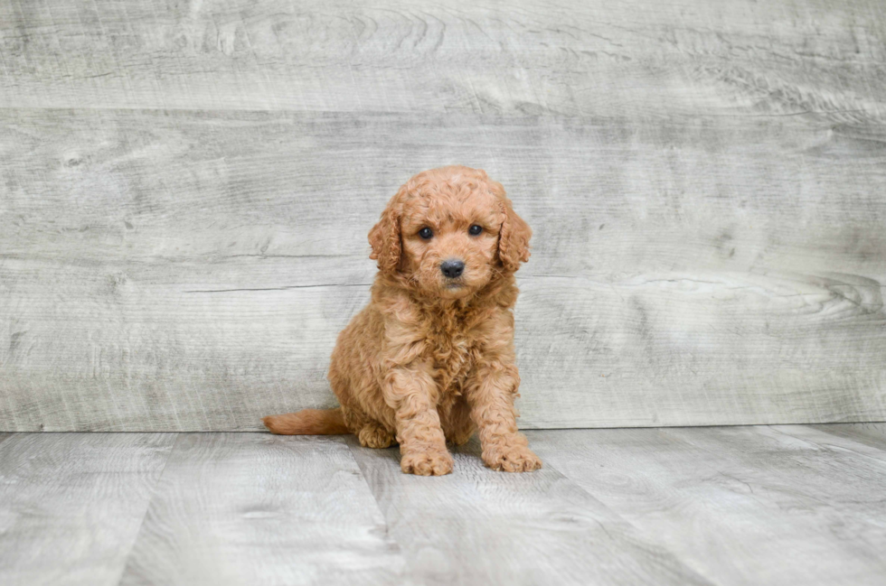 Popular Mini Goldendoodle Poodle Mix Pup