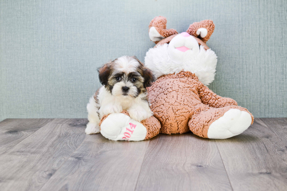 Teddy Bear Pup Being Cute