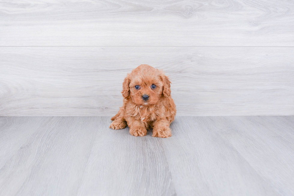 Hypoallergenic Cavoodle Poodle Mix Puppy