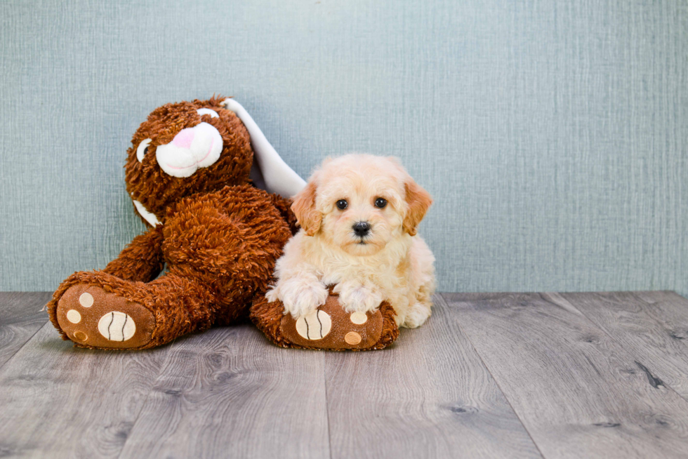 Sweet Cavapoo Baby