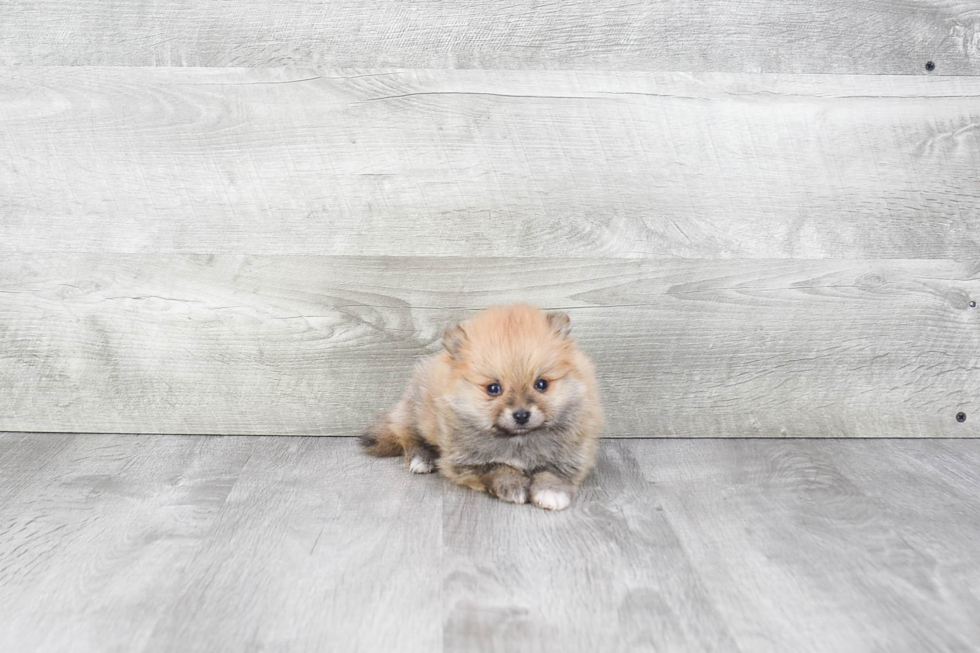 Pomeranian Puppy for Adoption