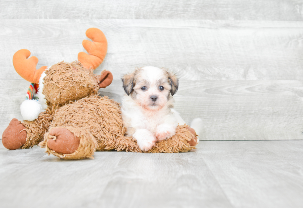 Friendly Teddy Bear Baby