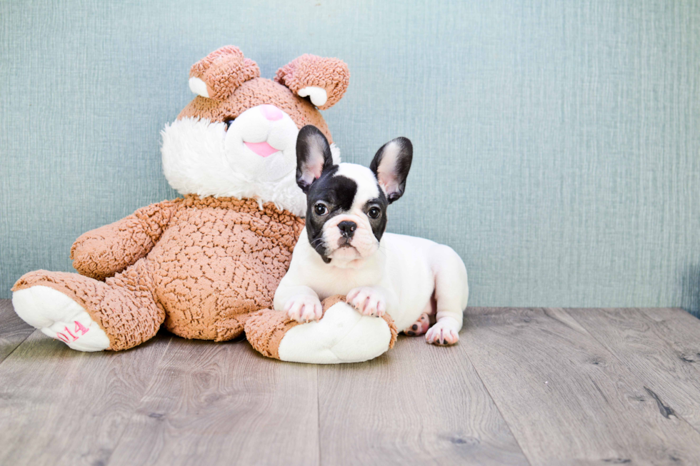 French Bulldog Pup Being Cute