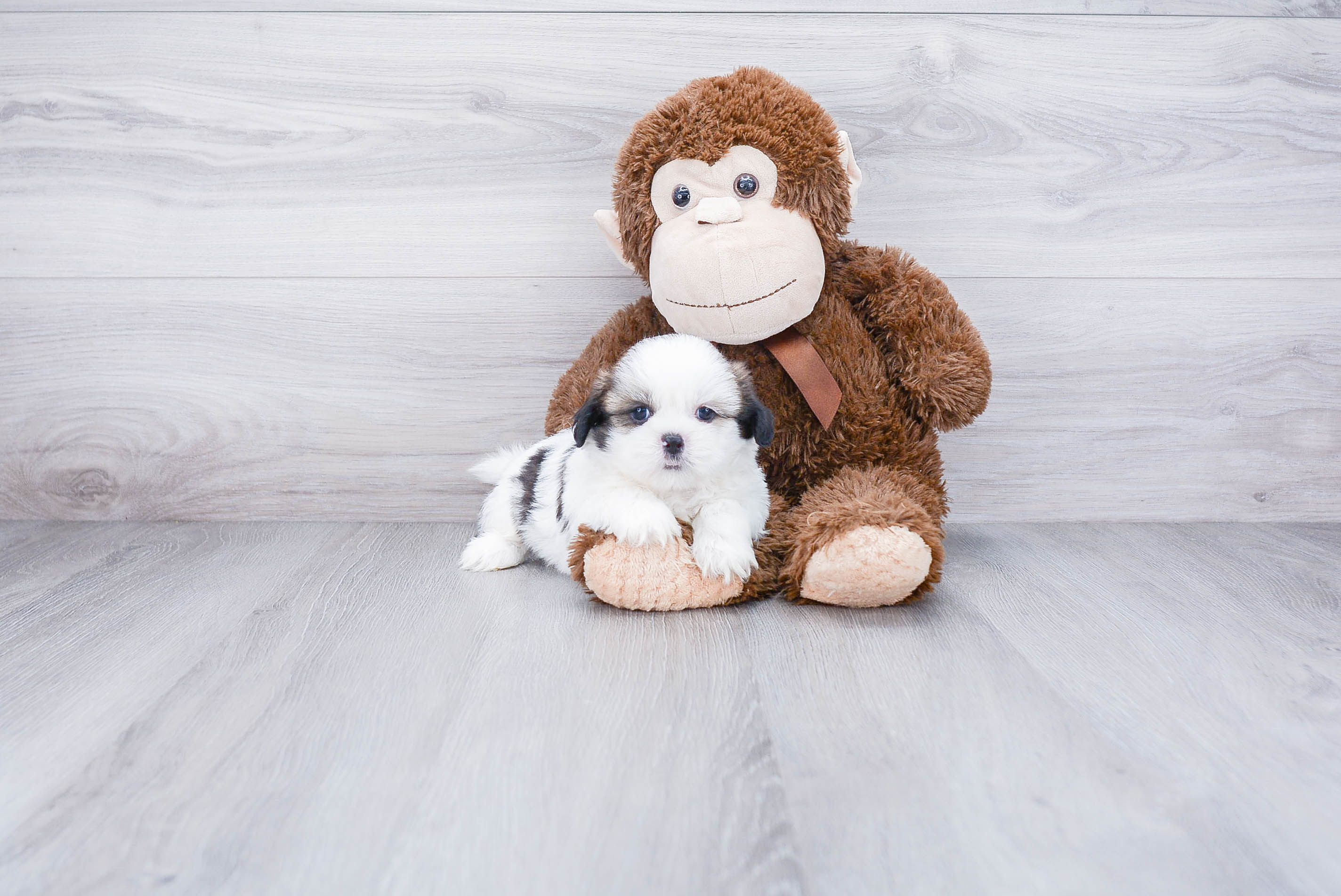 Energetic Shitzu Designer Puppy
