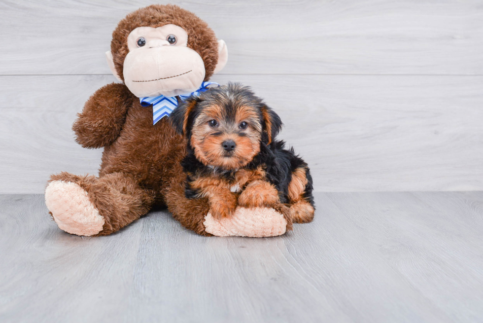 Meet Snickers - our Yorkshire Terrier Puppy Photo 