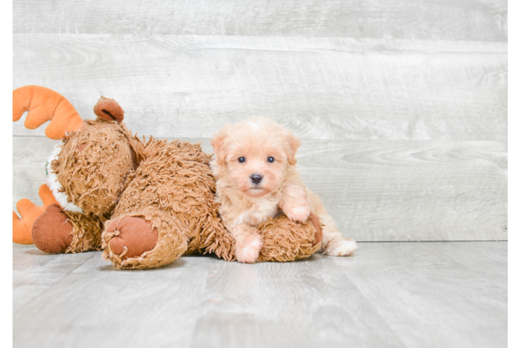 Maltipoo Pup Being Cute