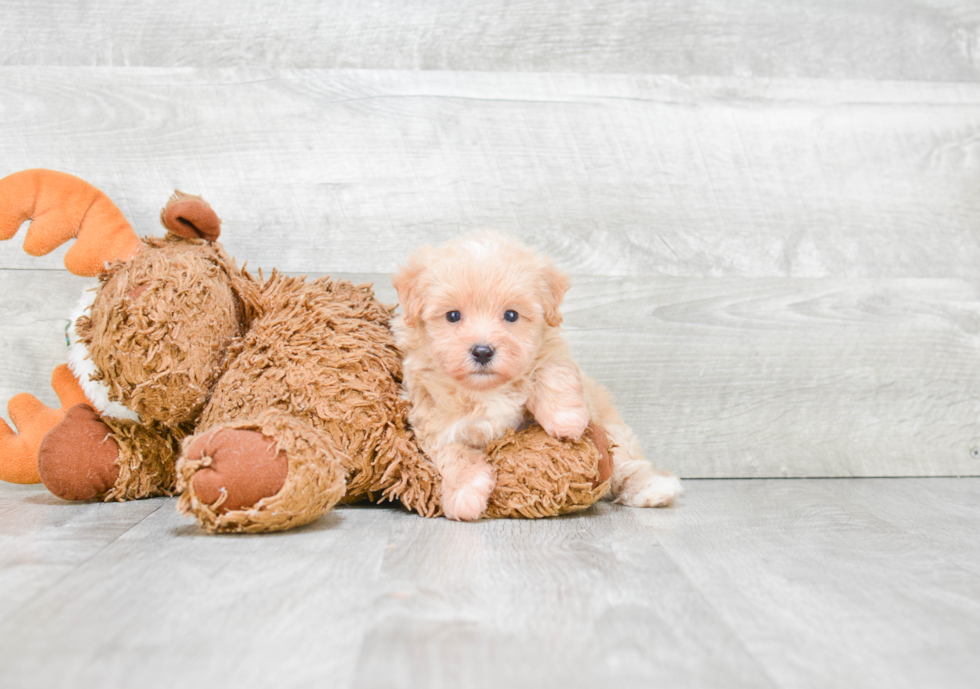 Maltipoo Pup Being Cute