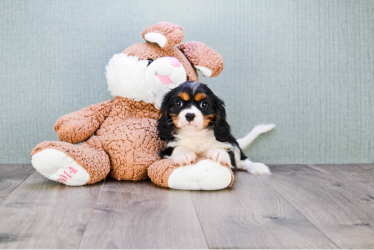 Cavalier King Charles Spaniel Puppy for Adoption