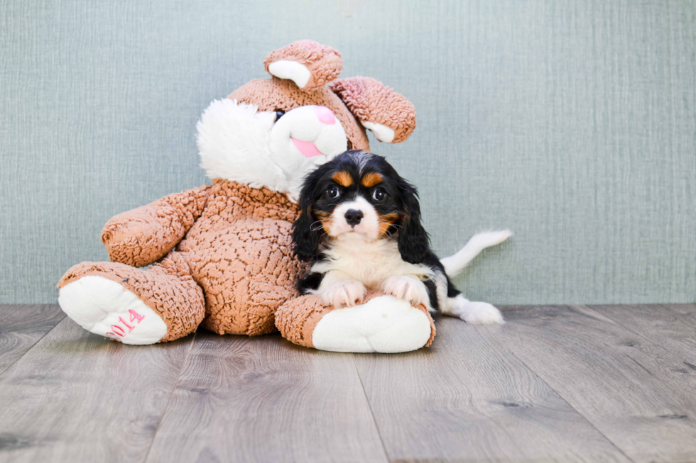 Cavalier King Charles Spaniel Puppy for Adoption