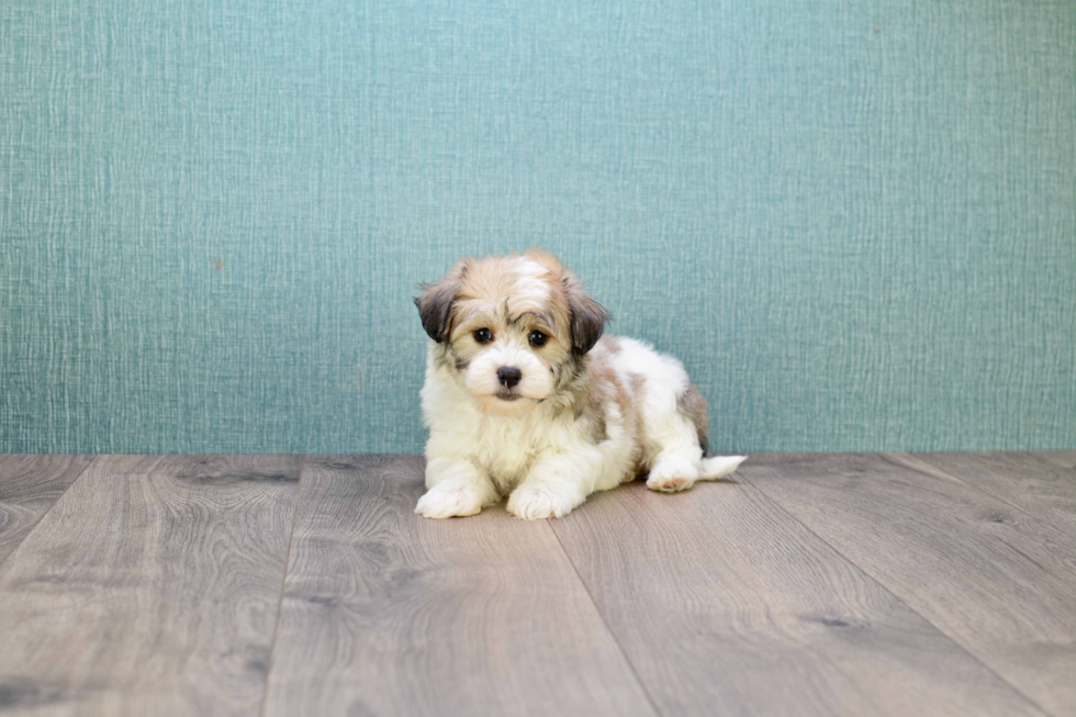 Havanese Pup Being Cute