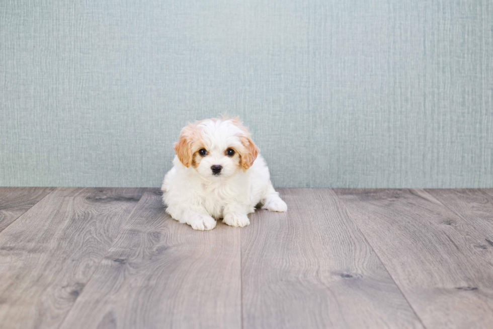 Best Cavachon Baby