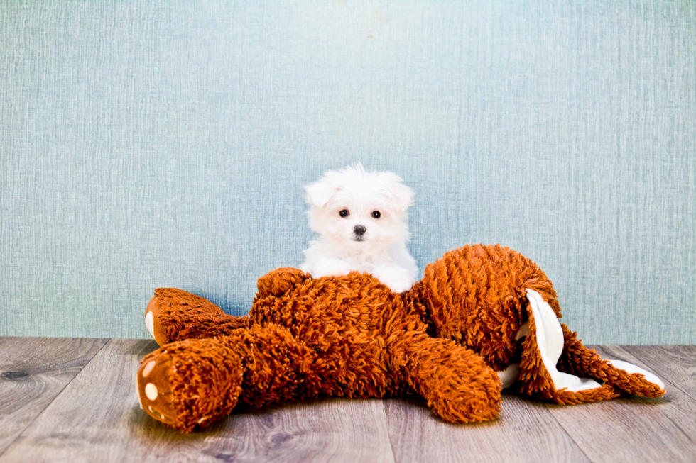 Hypoallergenic Maltese Purebred Pup