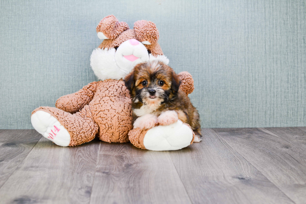 Cute Terrier Mix Mix Pup