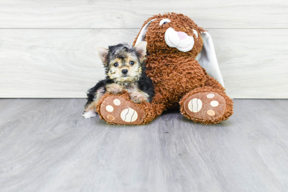 Morkie Pup Being Cute