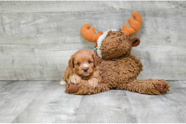 Friendly Cavapoo Baby