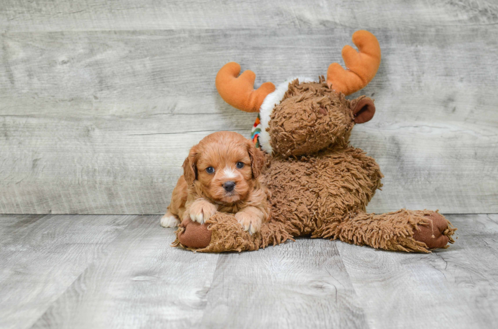 Friendly Cavapoo Baby