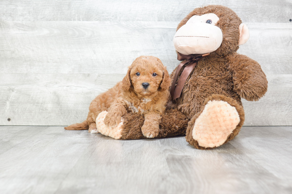 Playful Golden Retriever Poodle Mix Puppy